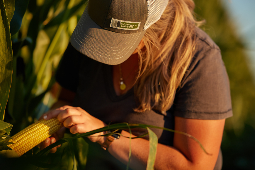 Woman examining an ear of corn in the field