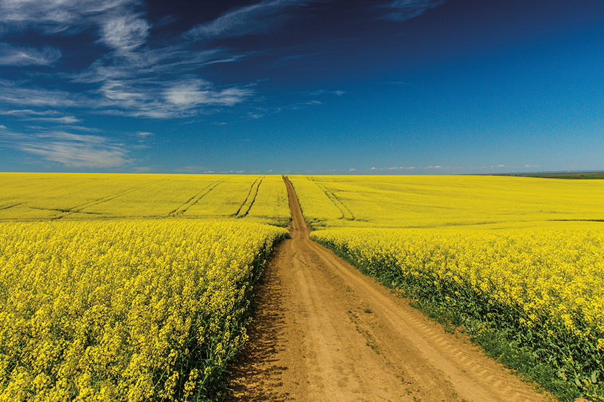 Dirt road running through the middle of a canola field.