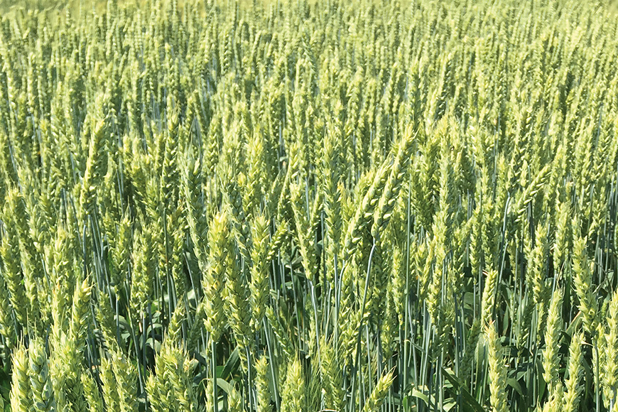 Field of spring wheat. 