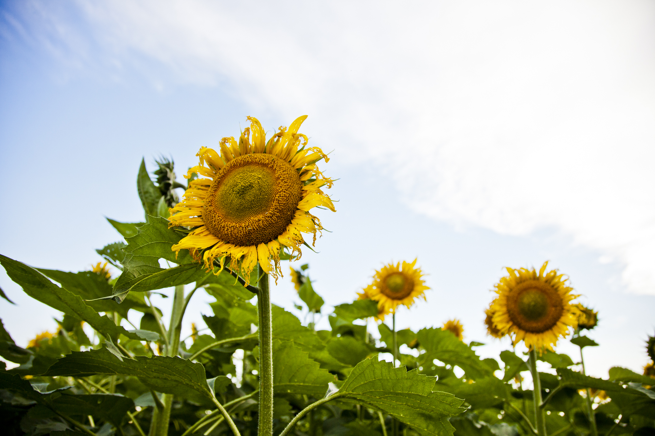 sunflower-for-header.jpg