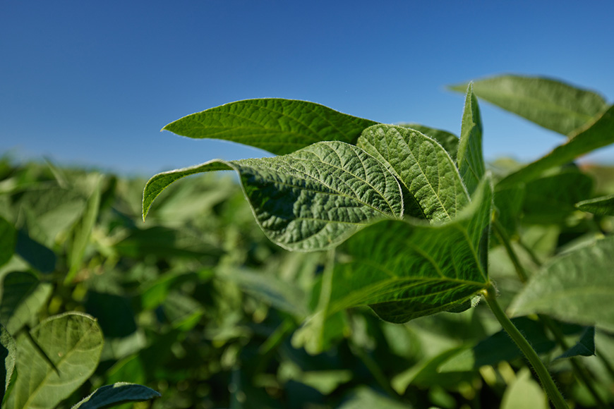 Closeup of a soybean plant.