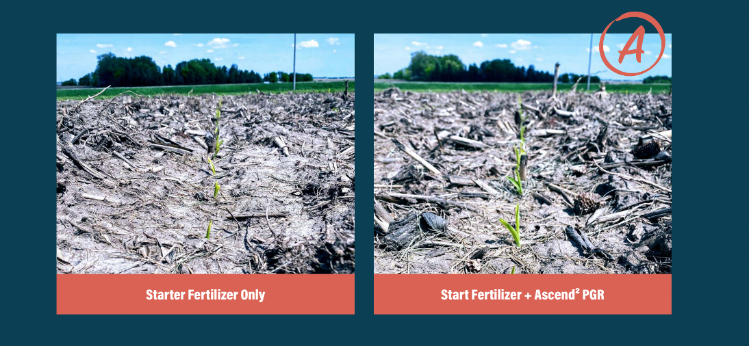 Early-season comparison of corn that received starter fertilizer only and corn that received starter fertilizer plus Ascend2 plant growth regulator.