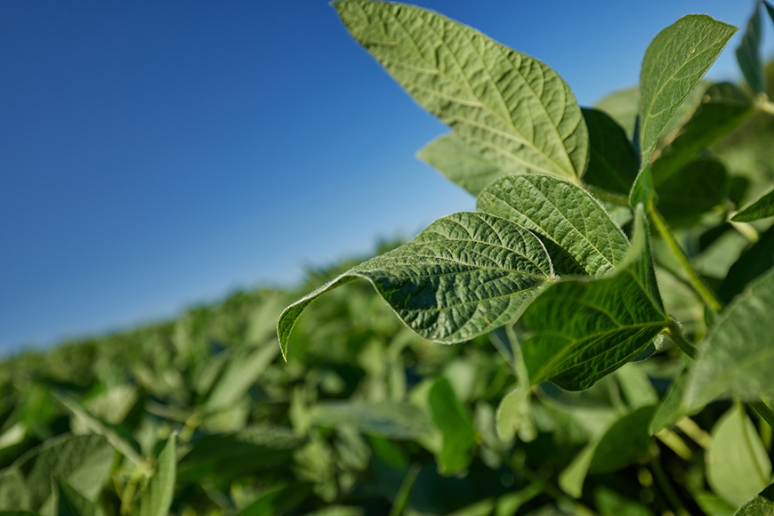 Close up of a soybean plant.