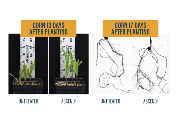 Visual comparison of corn foliage and root development, showing greater development in the plants that received Ascend2 PGR compared to untreated plants.