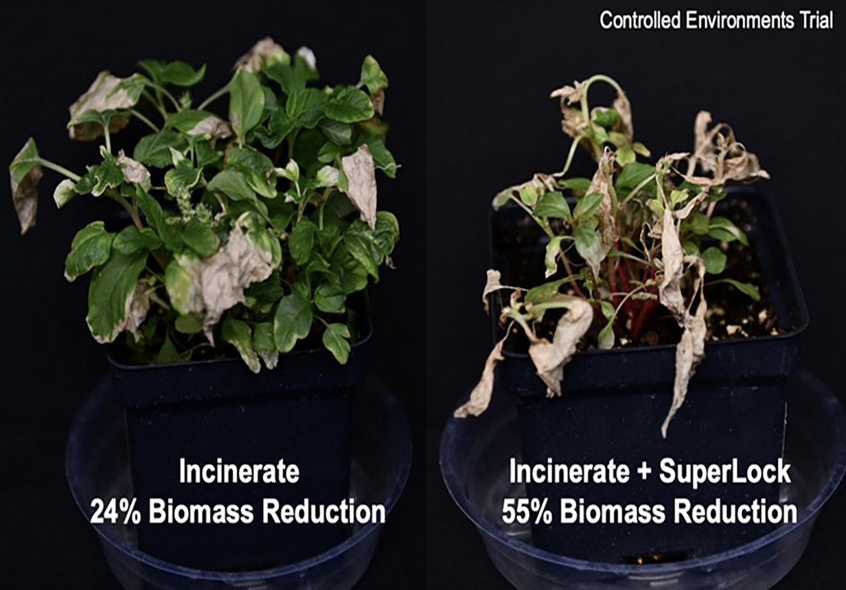 Bar chart displaying weed control percentages at 7 and 14 days after treatment across three different herbicide treatment combinations tank mixed with SuperLock adjuvant.