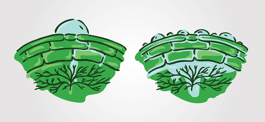 Illustration of leaf absorption comparison. Left side shows minimal uptake without SuperLock adjuvant; right side shows enhanced absorption with SuperLock.