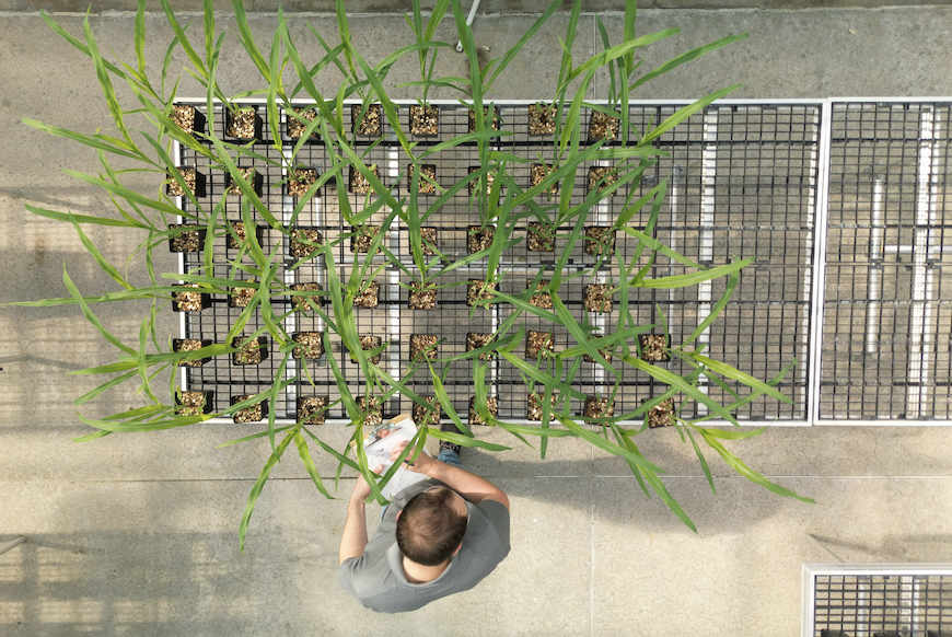 Young corn plants being evaluated by a scientist in the Innovation Center 