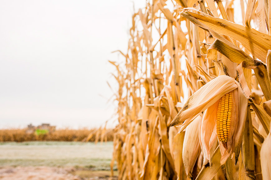 Close up of mature corn cob on the stalk prior to harvest.