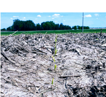 Starter Fertilizer Only