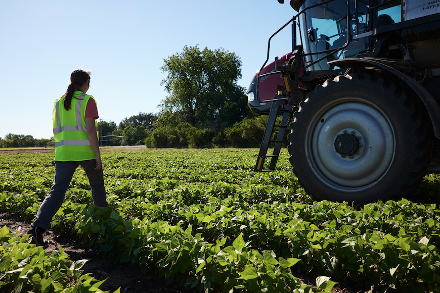 Woman walking through sunny soybean field next to large tractor