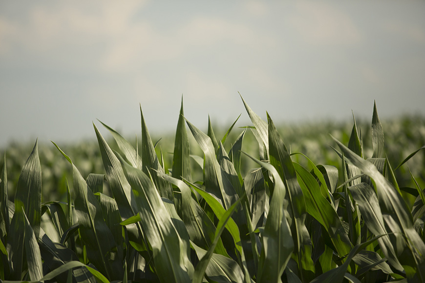 Close up of mid-season corn.