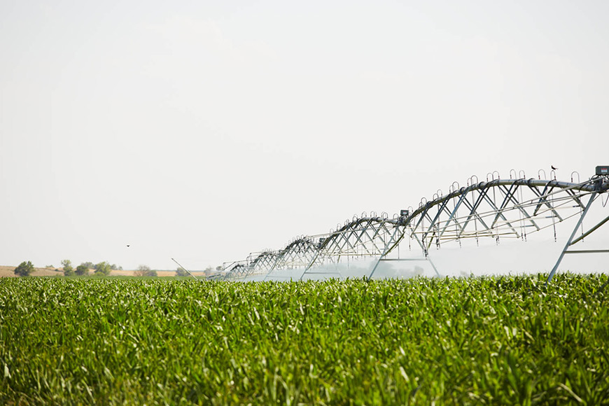 Irrigation in field