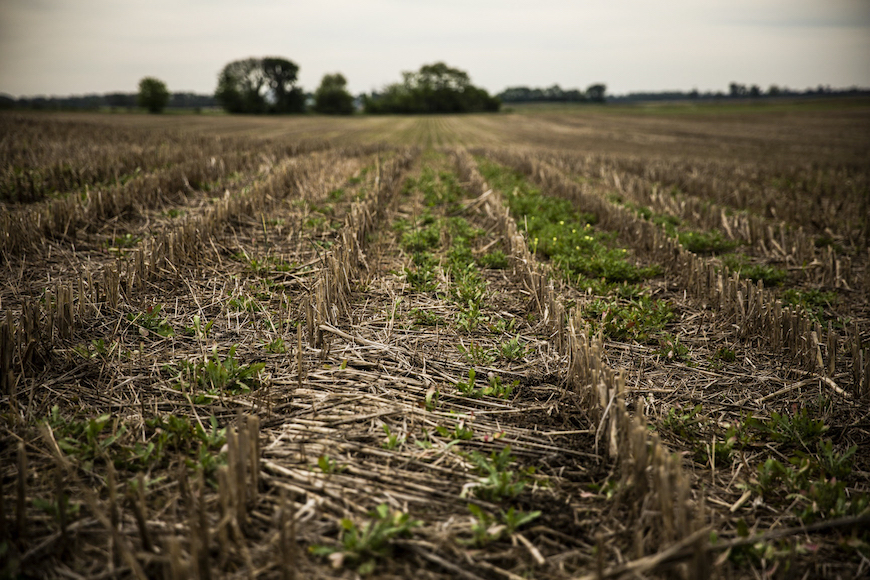 Bare harvested corn field with growing weeds