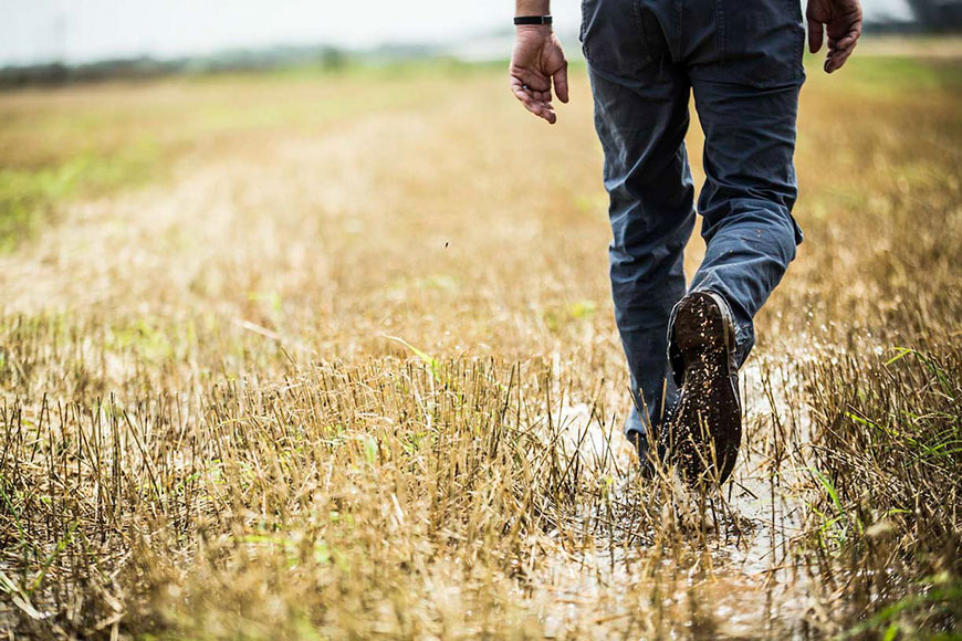 Man walking in field with rows of early season corn plants in wet soil