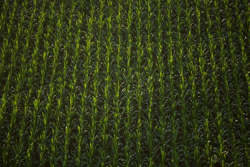 Overhead shot of cornfield