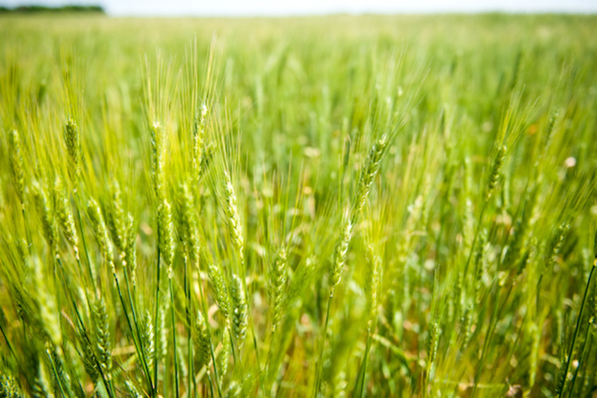 In-season wheat field