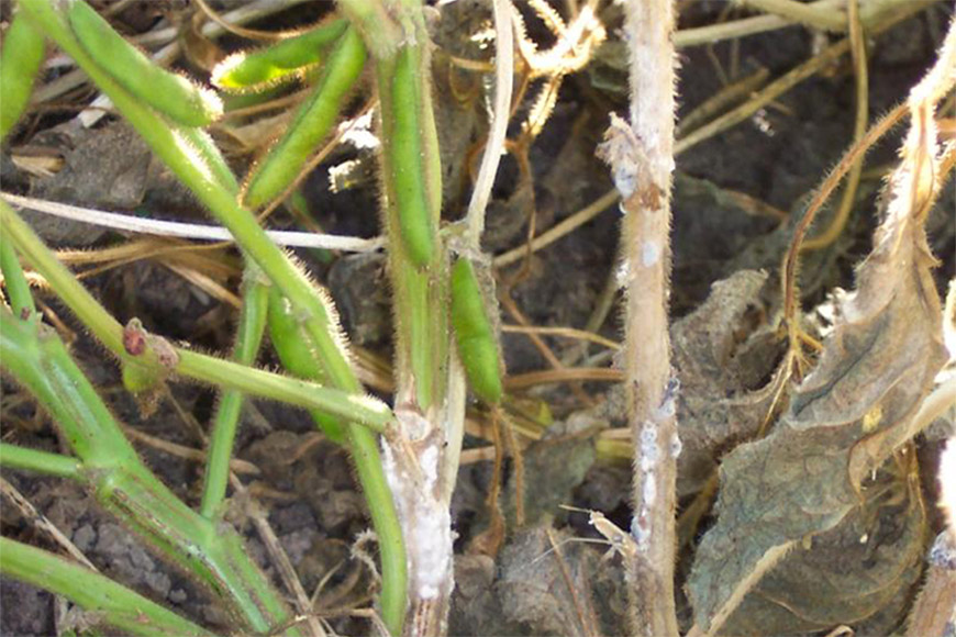 Soybean white mold on crop