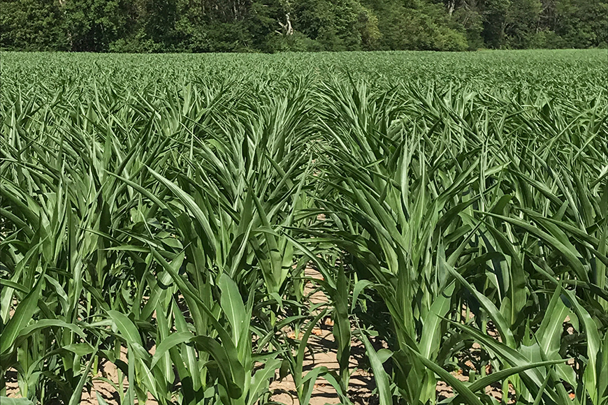 Drought-stressed corn displaying leaf rolling.