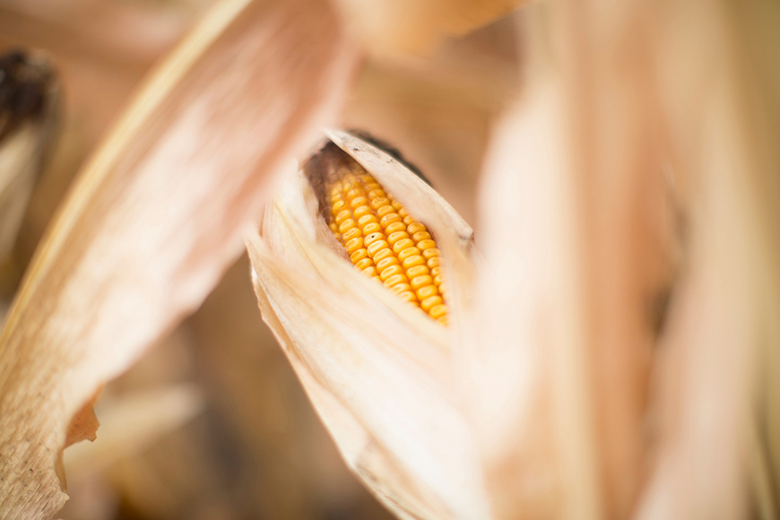 Close up of a harvest-ready corn ear in husk