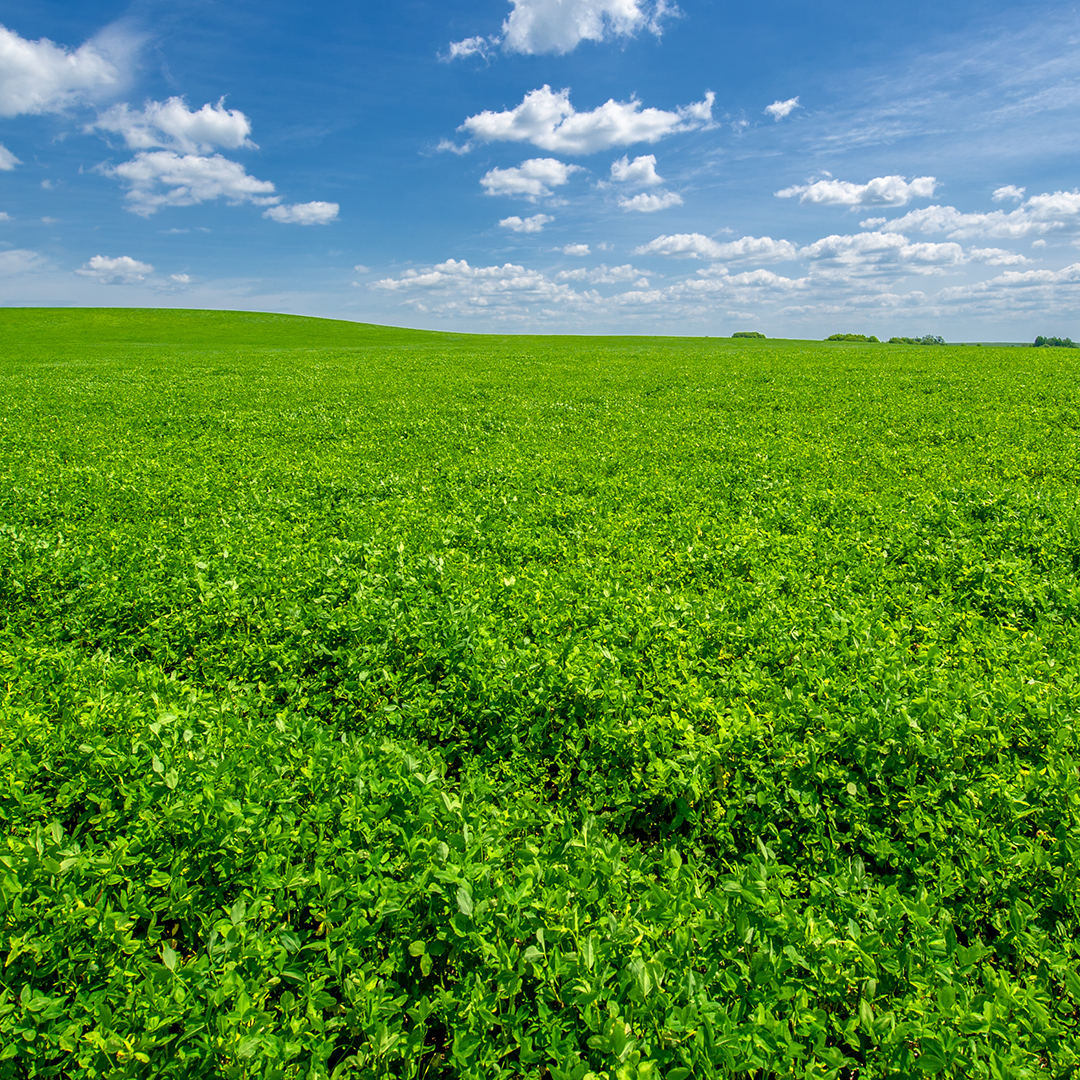 Lush green alfalfa field with blue skies in backgroun