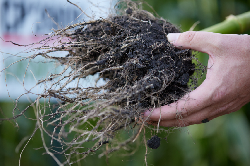 Hand holding a clump of roots from a corn stalk