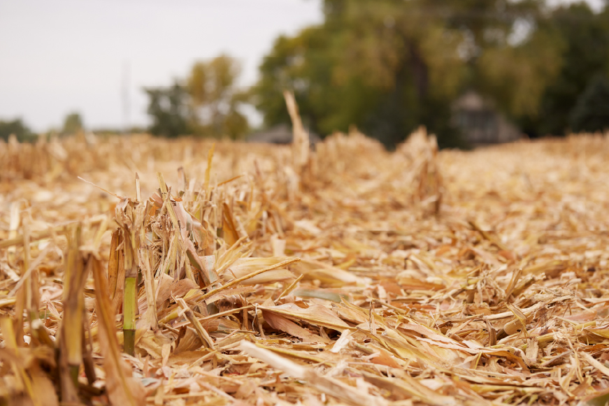Harvested corn stubble in cornfield
