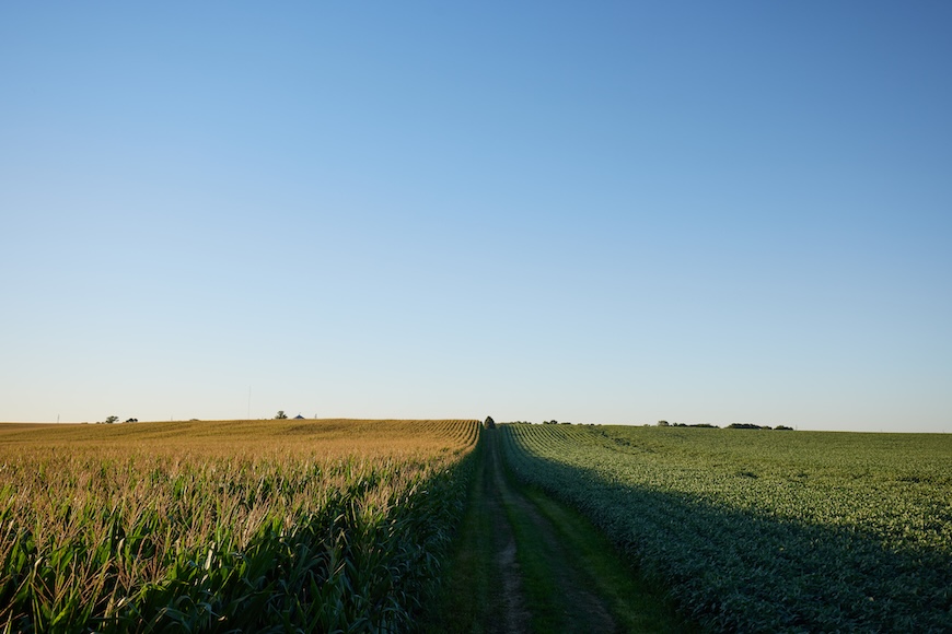 View of corn and soybean field 