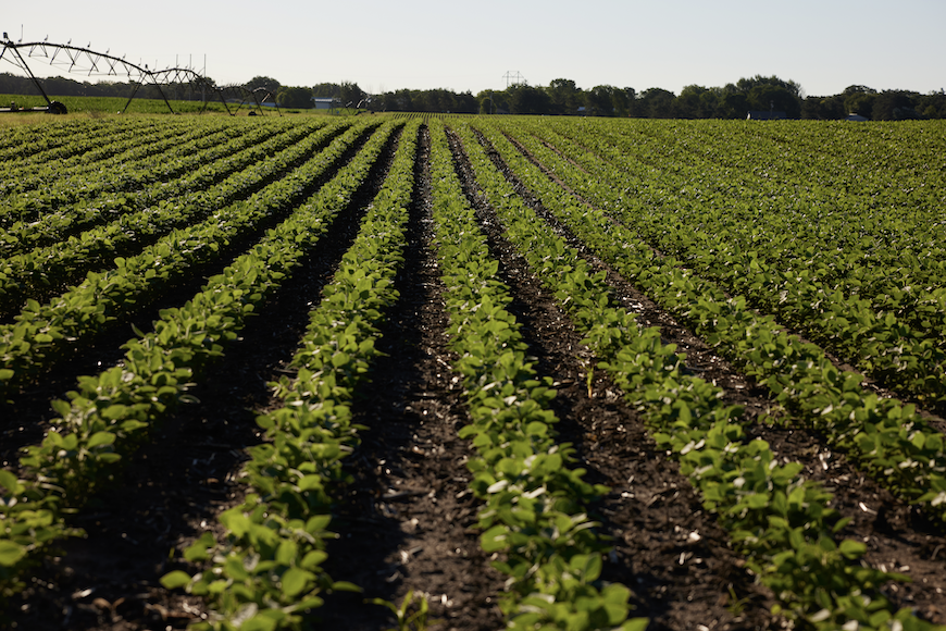 Soybean field