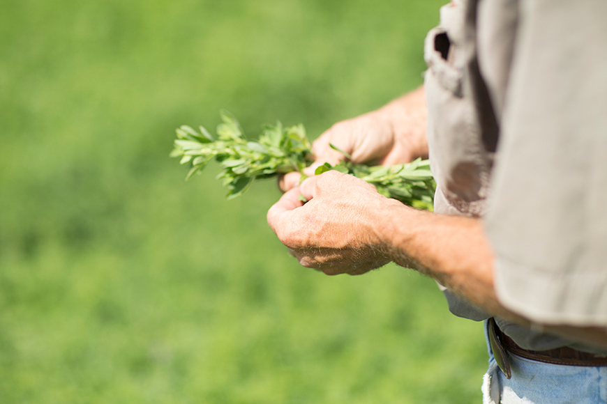 farm hands holding alfalfa