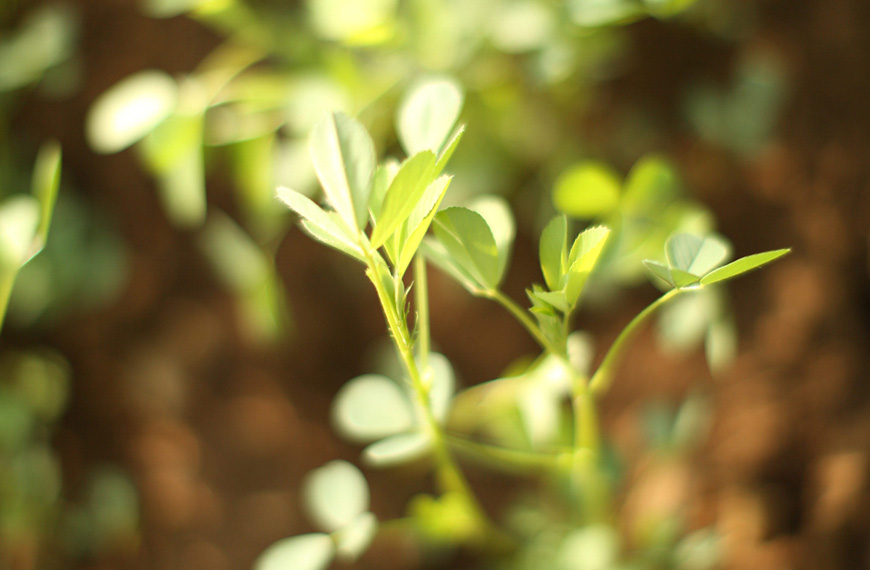 Close up of an alfalfa plant.