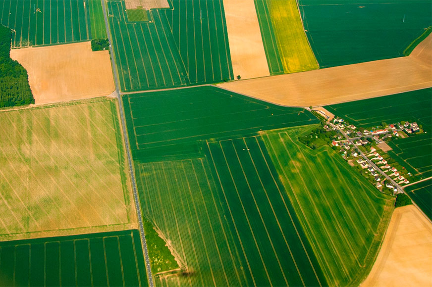 Aerial image of in-season cornfields