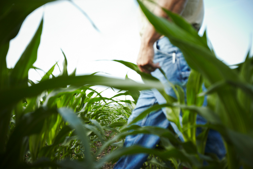 Farmer walking in field 