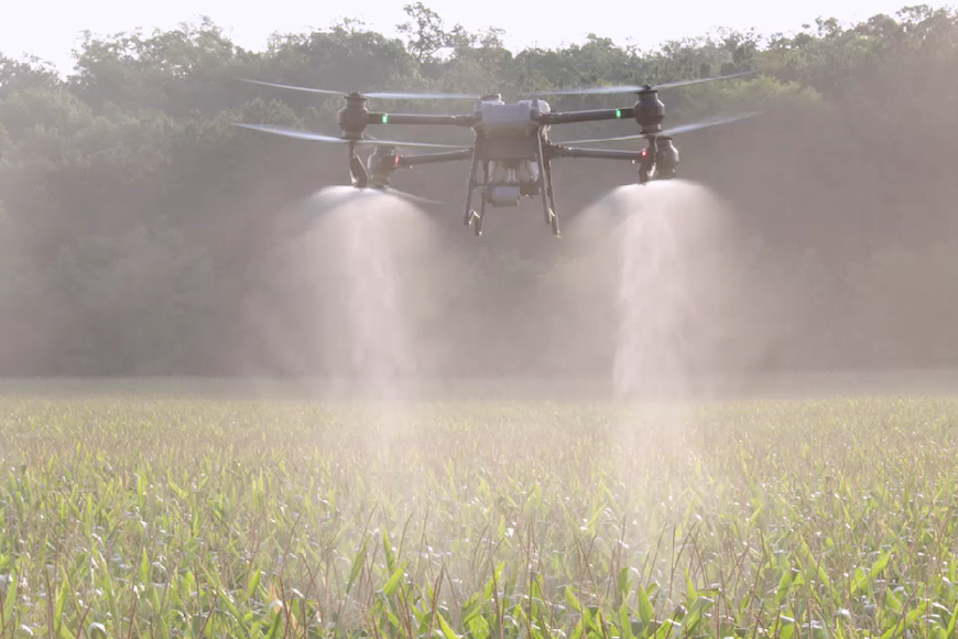Drone spraying pesticide on a cornfield
