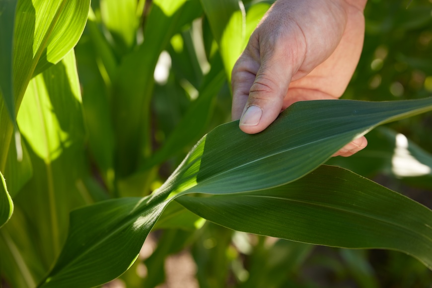 Hand holding green corn leaf