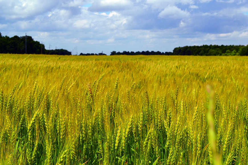 Field of hard red winter wheat.