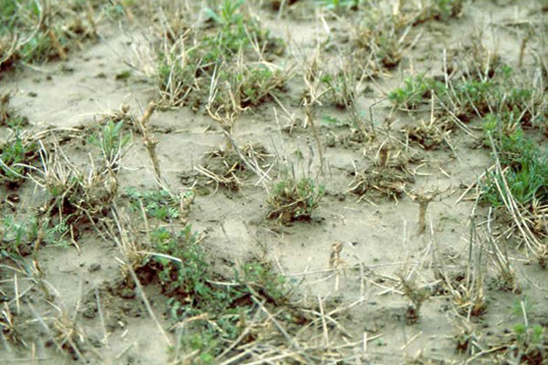 Sparse alfalfa field with bare ground and little alfalfa plant growth