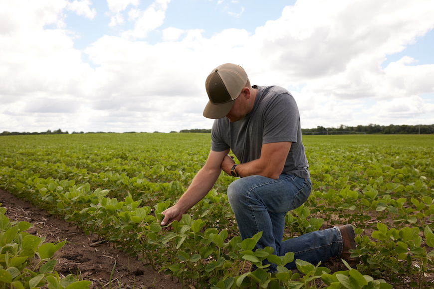 Grower examining soybean leaves