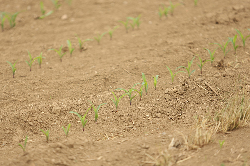 Close up of dry field with early season corn plants