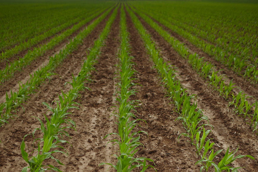 Rows of early season corn plants in wet soil