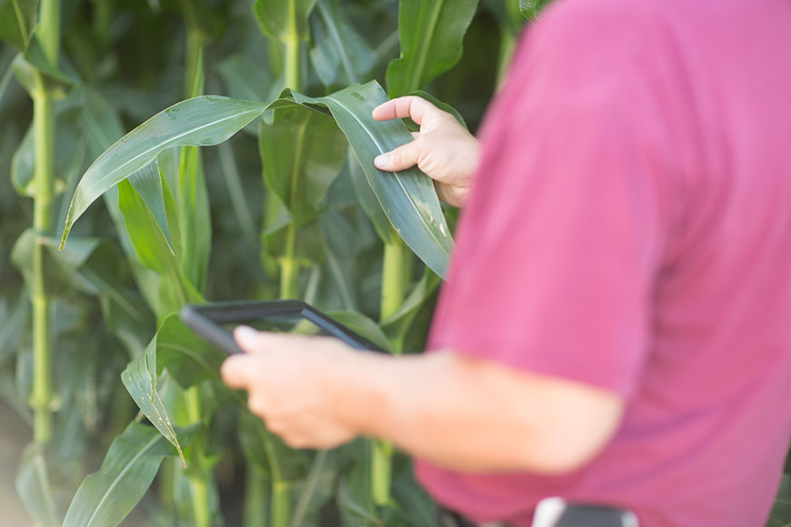WinField United grower analyzing corn plant health.
