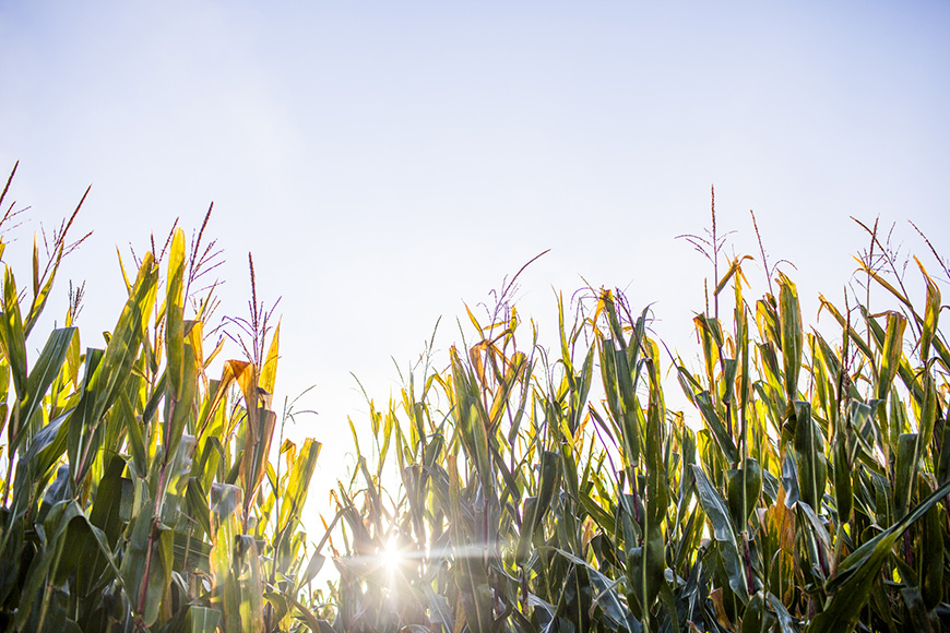 Late-season corn plants against blue sky.