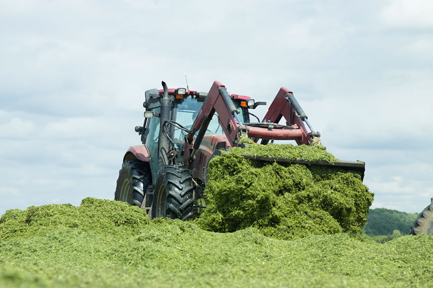 Tractor loader dumping haylage