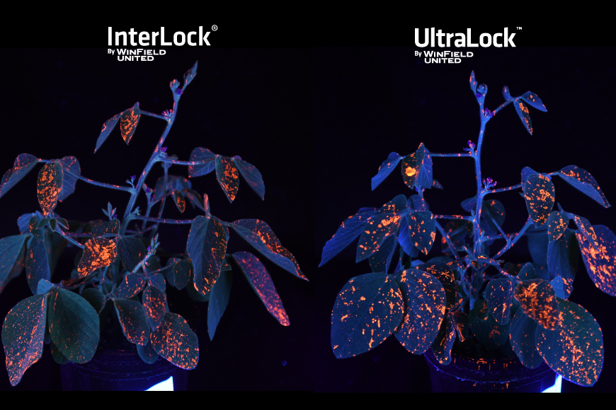 Side-by-side comparison of InterLock adjuvant an UltraLock adjuvant performance.