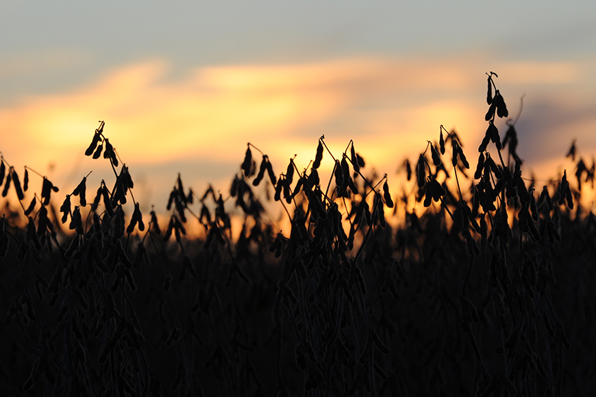 Silhouette of late-season soybeans at sunset.