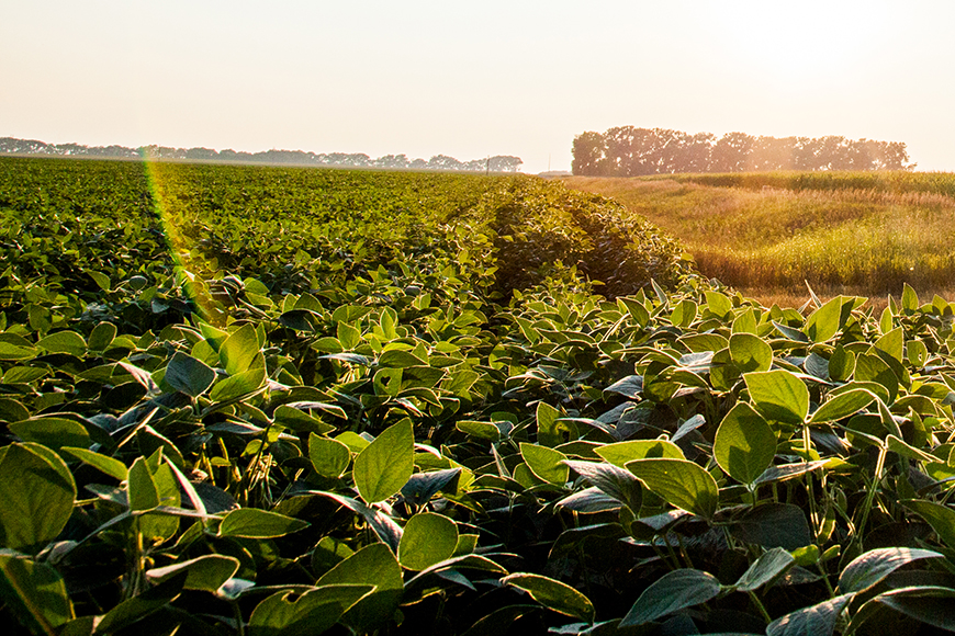 Field of soybeans in mid-August.
