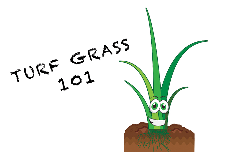 Turf Grass 101 Text with Grass Cartoon Character