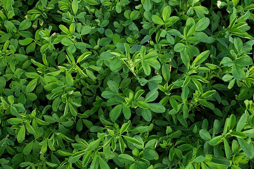 Close up image of alfalfa