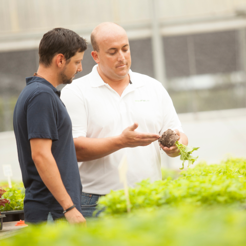 Two men standing in greenhouse; man in white shirt showing roots of green plant to a man in navy blue shirt 