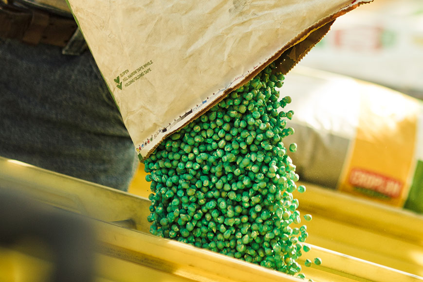 Treated seed being poured into a planter