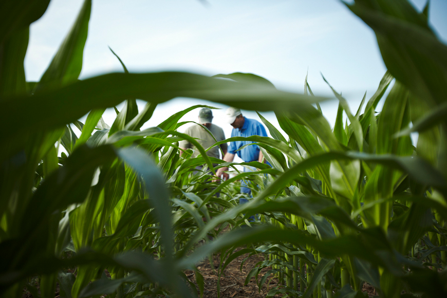 Farmers in corn field